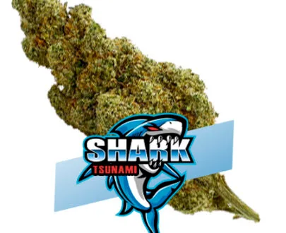 SHARK TSUNAMI CBD